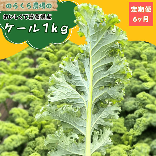 【先行受付】のらくら農場 ケール１kg　6か月定期便 [NK-T524]