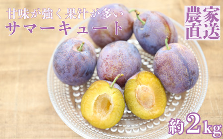 生プルーン サマーキュート2kg (500g×4パック)[期間限定][RS-109]