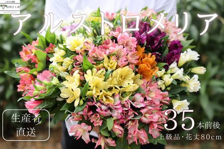 佐久の花 長野県の返礼品 検索結果 | ふるさと納税サイト「ふるなび」