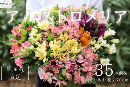 華やかな アルストロメリア[生花]花農家直送品C 9月〜3月発送 (多少茎の曲がりあり・花丈70cm・35本前後)〔KS-03〕