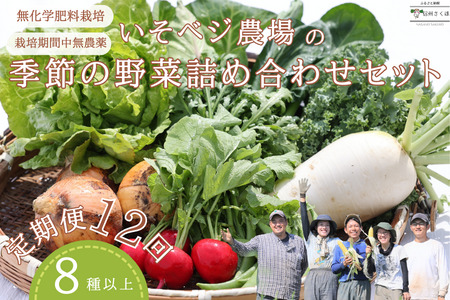 【先行受付・2025年発送】いそベジ農場の季節の野菜詰め合わせセット　定期便１２回（IV-T506）