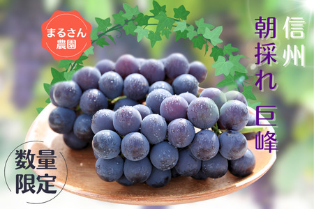 [数量限定]まるさん農園の巨峰 約1kg 合計2〜3房[MR-102]