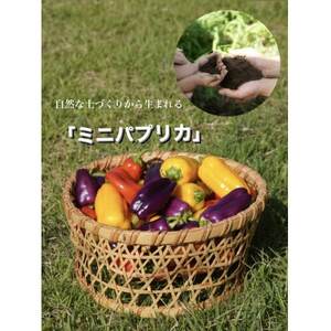 [令和7年度先行受付]高糖度ミニパプリカ 約1kg[配送不可地域:離島]