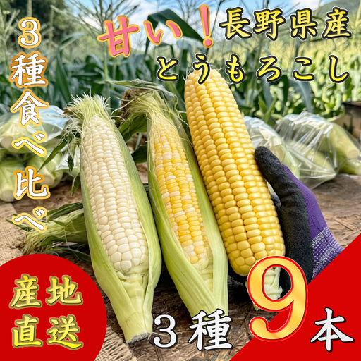 [先行予約][期間限定]長野県長和町産 黒耀水育ちのあまいとうもろこし 人気3品種食べ比べセット とうもろこし セット 冷蔵便 新鮮スイートコーン 朝採れトウモロコシ