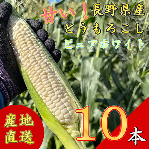 [先行予約][期間限定]長野県長和町産 黒耀水育ちのあまいとうもろこし 人気品種「ピュアホワイト」10本入り とうもろこし セット 冷蔵便 新鮮スイートコーン4kg 朝採れトウモロコシ
