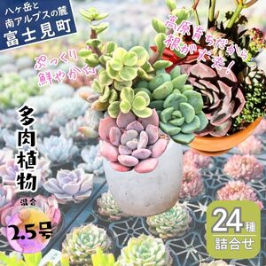 八ヶ岳育ち 多肉植物スタンダード・eARThコレクション混合 ラベル付き おまかせ詰合せ 2.5号 24鉢 インテリア多肉植物 おしゃれ多肉植物 ギフト多肉植物 高冷地多肉植物