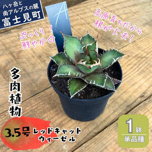 八ヶ岳育ち 多肉植物 アガベ レッドキャットウィーゼル ラベル付き 3.5号 1鉢 インテリア多肉植物 おしゃれ多肉植物 ギフト多肉植物 高冷地多肉植物