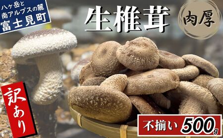 訳あり 肉厚国産 生しいたけ 500g しいたけ しいたけ しいたけ しいたけ しいたけ 株式会社レインボー