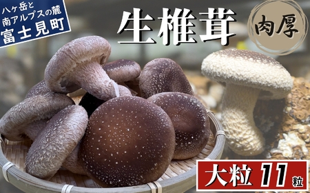 大粒 肉厚国産 生しいたけ 11粒 しいたけ しいたけ しいたけ しいたけ しいたけ 株式会社レインボー