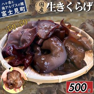 [2026年先行予約] 肉厚 ぷりぷりコリコリ 生きくらげ 500g きくらげ 八ヶ岳山麓育ち 国産 安心安全 農薬不使用 ハウス栽培 食物繊維 信州 送料無料 [7月中旬発送開始] 株式会社レインボー