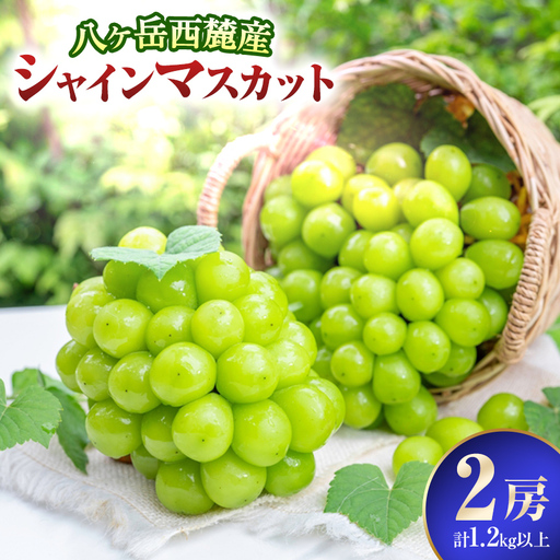 八ヶ岳西麓産 シャインマスカット 2房 ( 計 1.2kg 以上 )[2026年9月中旬〜発送]