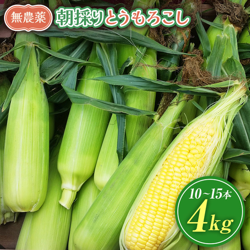 [栽培期間中農薬不使用・無化学肥料・無家畜性肥料で育てた] 朝採り とうもろこし 約4kg ( 10〜15本 )[2026年7月下旬〜発送]