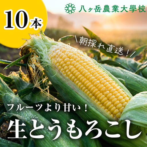 朝採れ 直送 フルーツのような甘さ 『 皮付き 』 生とうもろこし 10本