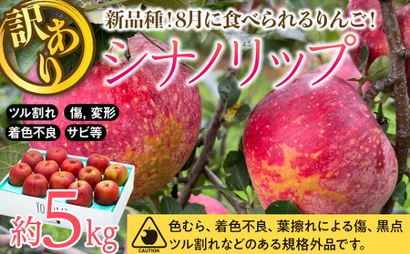 [2024年/令和6年度発送分!先行予約] 訳あり 新品種!8月に食べられるりんご!シナノリップ 約5kg