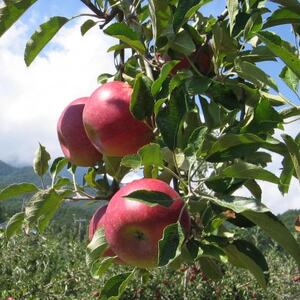 [南信州あじさい農園]葉とらずりんご(紅玉)約3kg[配送不可地域:離島]