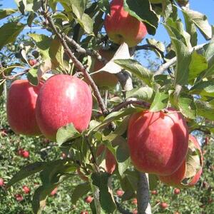 yMB_ztƂ炸(Xbh)3kgy1593258z