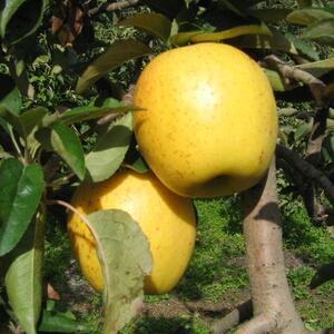 yMB_ztƂ炸(͂邩)5kg܁y1593313z