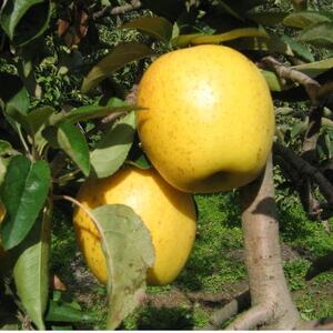 yMB_ztƂ炸(͂邩)3kg܁y1593315z