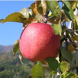 yMB_ztƂ炸(Tӂ)3kgy1594213z