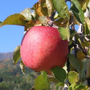 yMB_ztƂ炸(Tӂ)5kgy1594214z