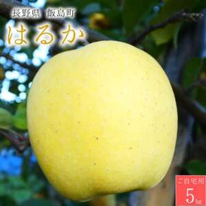 [桃沢晴香園]はるか(りんご)5kg ご自宅用[配送不可地域:離島・沖縄県]