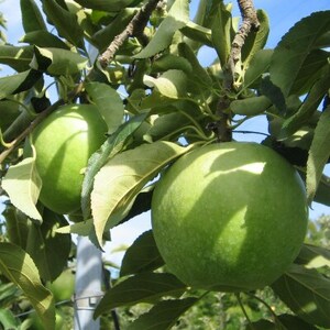 yMB_ztƂ炸(Oj[X~X)10kgy1593254z