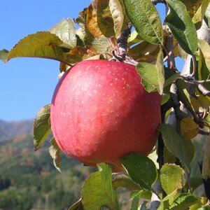 yMB_ztƂ炸(Tӂ)10kgy1594215z