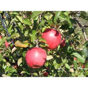 [南信州あじさい農園]葉とらずりんご(サンふじ)約10kg家庭用