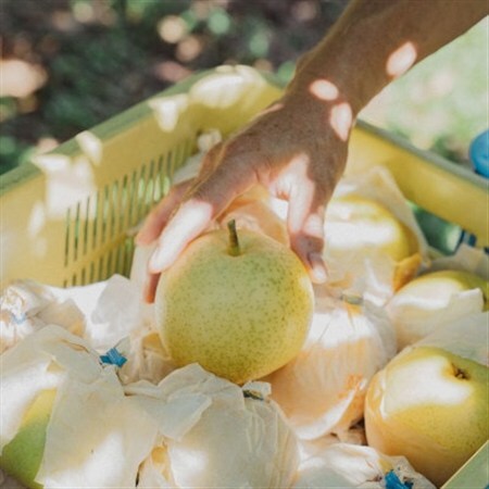 二十世紀梨贈答品 計5kg(13〜15玉入り)