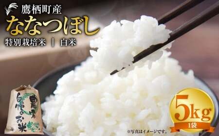 yߘa7NYz ȂȂڂ iāj 5kg kC 鐲 ^t@[  R     ȂȂڂ R 