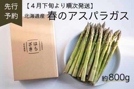 A133[先行予約]春限定お届け!太いほど甘い[北海道産 春のアスパラガス] 約800g2L〜3L(予約受付中)北海道 鷹栖町 原崎農園