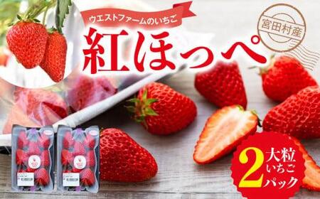 宮田村産　ウエストファームのいちご　紅ほっぺ　約240g×2パック [ いちご いちご いちご いちご いちご いちご ]