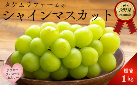 25A ぶどう シャインマスカット 約1kg / 2025年9月中旬頃〜配送予定 // 長野県 松川町産 南信州 葡萄 シャイン マスカット 種なし 高品質 2〜3房 高糖度