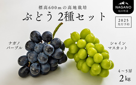 25A ぶどう2種セット(ナガノパープル/シャインマスカット)約2kg /2025年9月中旬頃〜9月下旬配送予定 // 長野県 南信州 種なし 葡萄 セット パープル シャイン マスカット 高品質 贈答 ギフト お取り寄せ