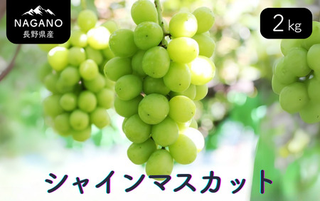 MS31-25A Ԃǂ VC}XJbgi쌧YGij 2kg^2025N9{`11{ z\ // Ȃ 炲  uhE Ԃǂ 쌧 MB VC }XJbg 嗱 Â  lC