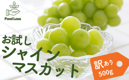 25A ぶどう シャインマスカット家庭用 500g以上 /2025年9月上旬〜10月初旬配送予定 // 長野県 松川町産 南信州 葡萄 ブドウ 種なし 高品質 2〜3房 高糖度 高地栽培 シャインマスカット 訳あり お試し
