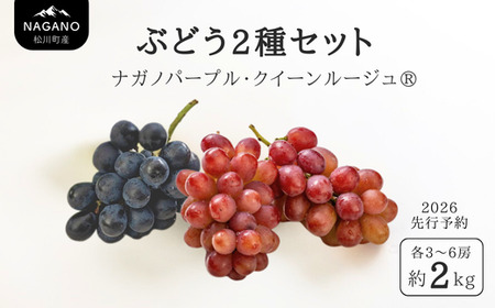 26A [先行予約] ぶどう2種セット(ナガノパープル・クイーンルージュ®) 約2kg / 2026年9月中旬頃〜10月中旬 配送予定 // 長野県 南信州 種なし 葡萄 セット ナガノパープル クイーンルージュ 高品質 贈答 ギフト お取り寄せ