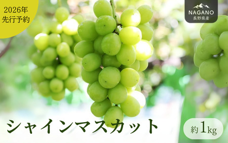 26A [先行予約] ぶどう シャインマスカット(長野県産秀品) 約1kg / 2026年9月下旬〜11月上旬頃 配送予定 // 種なし 皮ごと 葡萄 ブドウ ぶどう 長野県 南信州 シャイン マスカット 大粒 甘い 葡萄 人気 新鮮