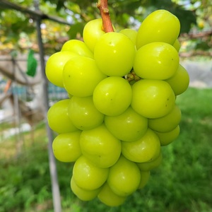 �y�����p�n�E�X�͔|�z��l�C ���I�V���C���}�X�J�b�g 1kg(2�`3�[) 2026�N7�����{��蔭��