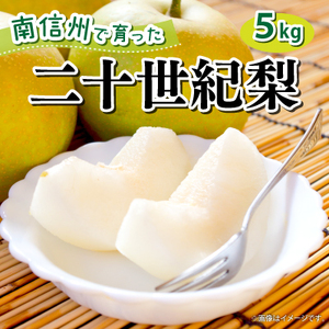 9月中旬より順次発送予定！【長野県高森町】青梨の銘品!! 二十世紀梨 5kg