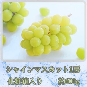 【南信州高森産】旬のシャインマスカット1房(約600g)