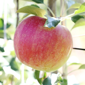 【長野県産!】甘～いりんご(シナノスイート)約5kg 秀品＜2026年10月中旬から発送＞