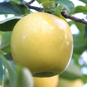 【長野県産】黄金色に輝くシナノゴールド(約10kg)秀品＜2026年10月下旬から発送＞