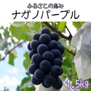 【南信州高森産】ふるさとの恵みナガノパープル1.5kg
