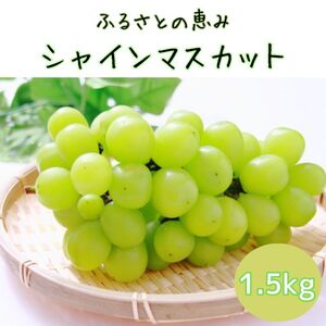 [南信州高森産]ふるさとの恵みシャインマスカット1.5kg