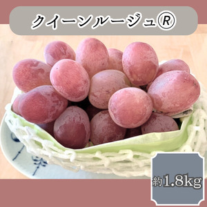 クイーンルージュ(R) 約1.8kg＜9月中旬より発送＞