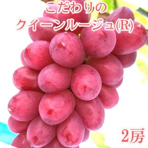 �y�����p�n�E�X�͔|�z�������̃N�C�[�����[�W��(R) 2�[1.2kg�ȏ� 2026�N7�����{��蔭��