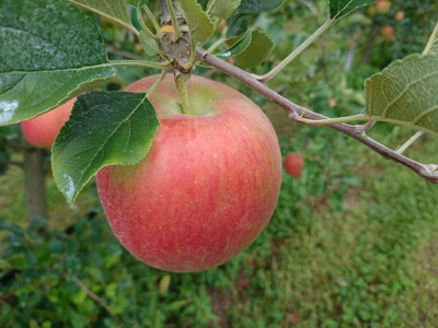 [アグリスタくましろ]シナノスイートSF ご家庭用約3kg(6〜12玉)