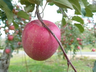 アグリスタくましろのサンふじSF ご家庭用約3kg(6〜12玉)