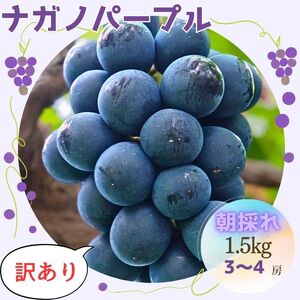 【訳あり】朝採れ厳選ナガノパープル 1.5kg（3～4房）